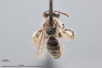 Media type: image;   Entomology 771584 Aspect: habitus dorsal view
